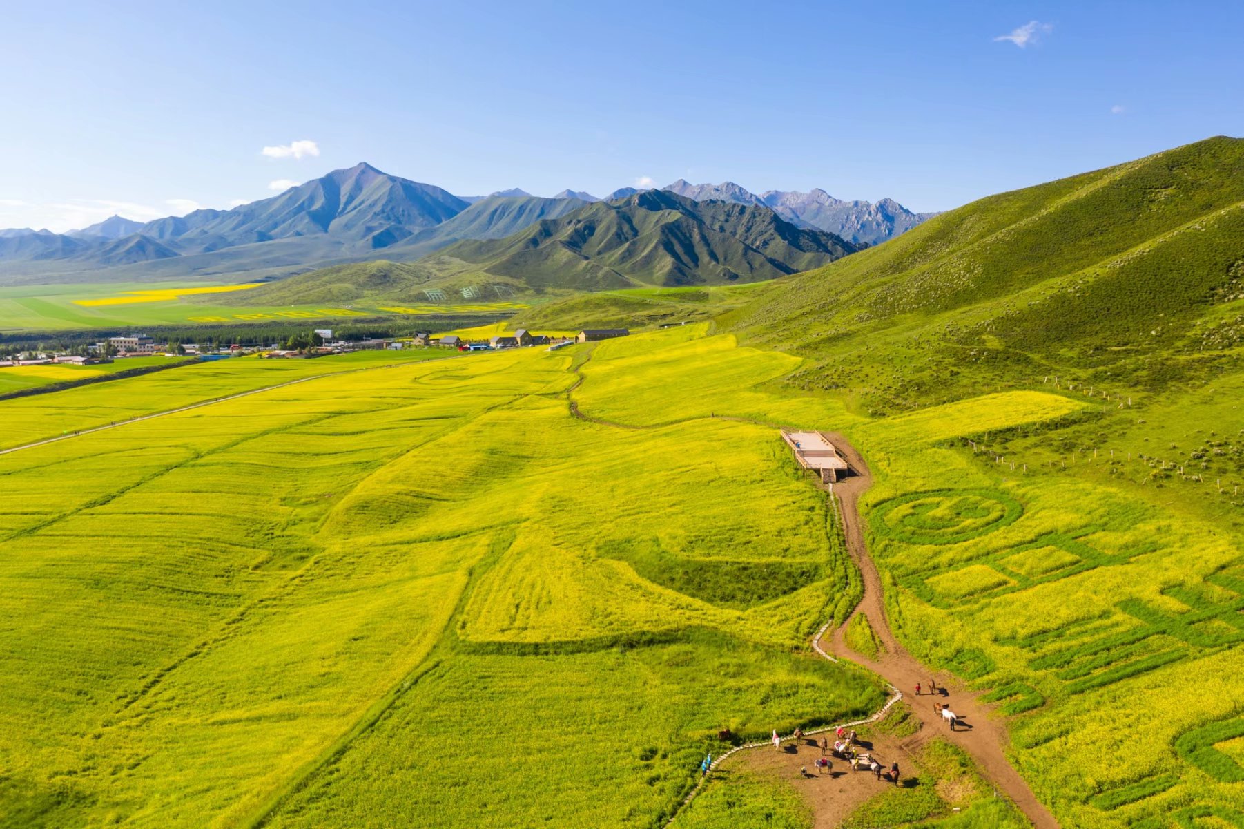 张掖民乐县扁都口油菜花祁连山脚下一抹金黄