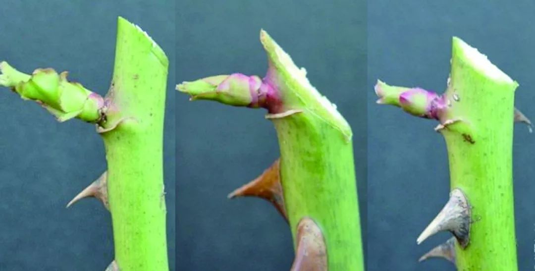 格调生活送爱人一院子玫瑰花才是七夕正确姿势