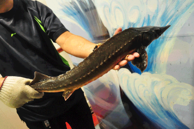 神龙摆尾"刚从池子里捞出来的鱼"脾气不小"新鲜度爆爆爆爆表「足斤足