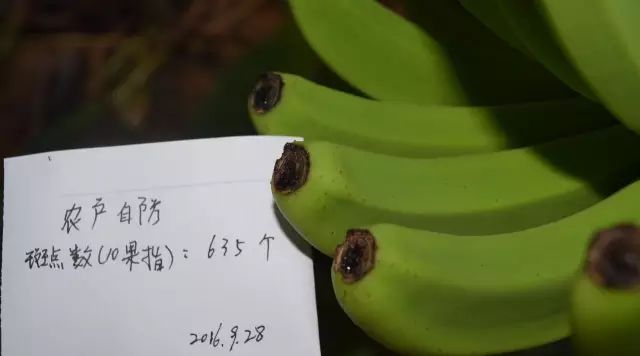 用它轻松防治香蕉花蓟马