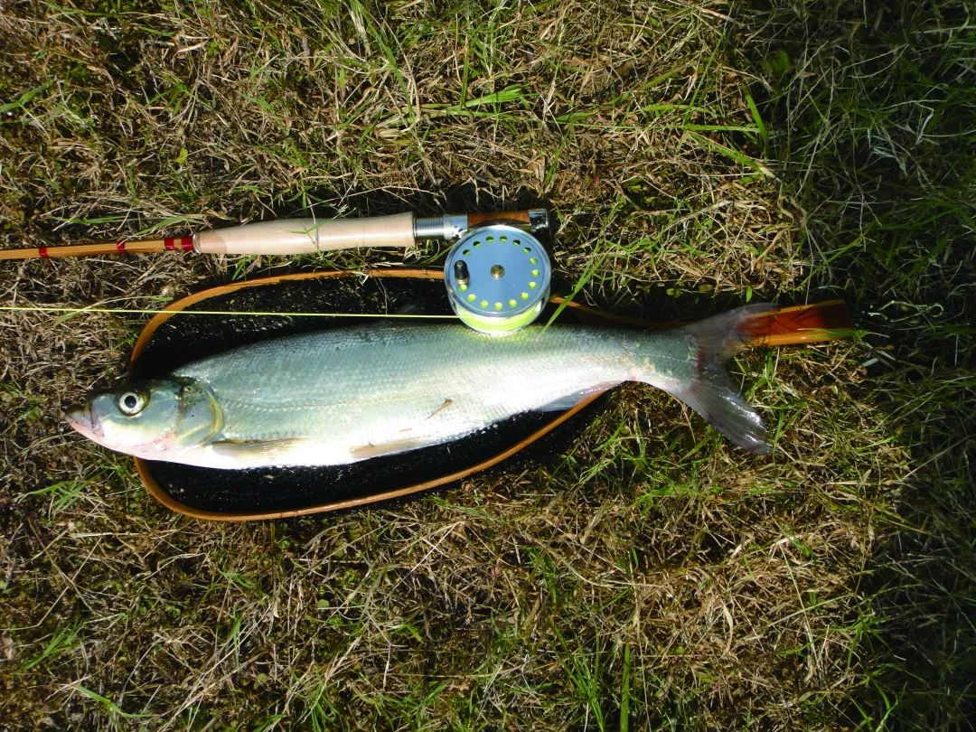 一种优雅的盘旋及风中的对话——来自中国台湾钓手郑博元的飞蝇自传