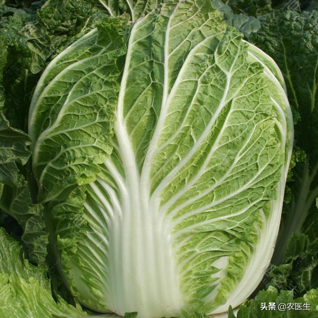 这个白菜晚收不裂球风味品质优秀是国内数一数二的好品种