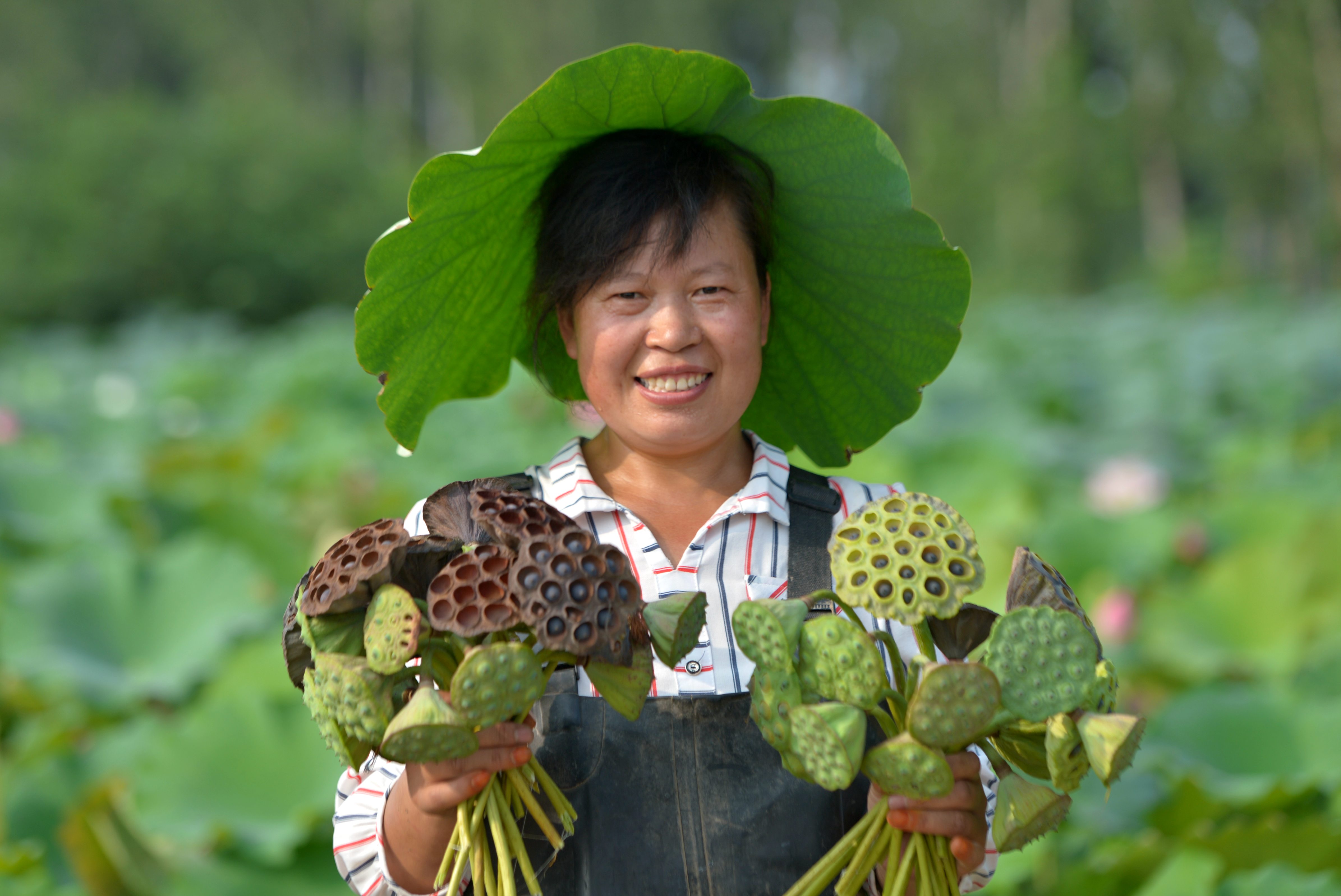 8月8日,村民在禾下土白莲藕立体种养基地展示采摘的莲蓬.