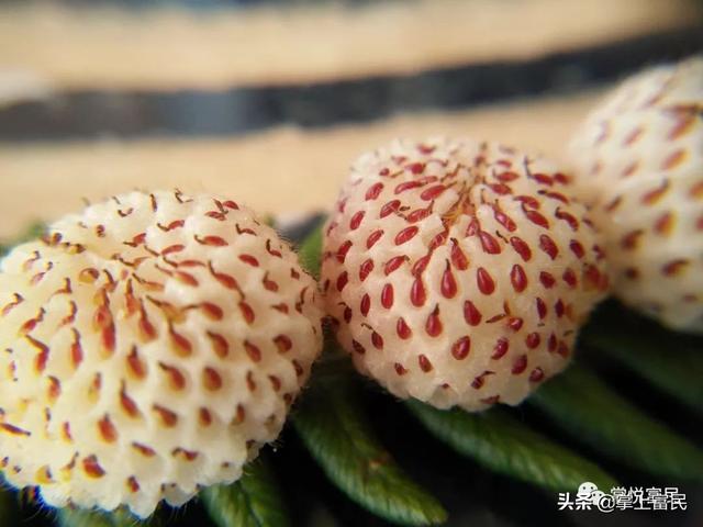 "白泡儿"熟了,你吃过吗?_果子