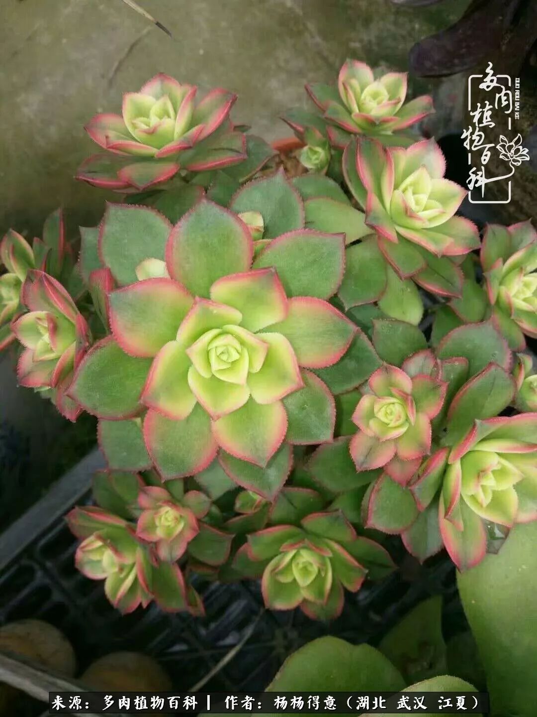 红覆轮优选,肉友们说有点像美杜莎哦阴阳黄中斑法师最爱的黑法师老桩