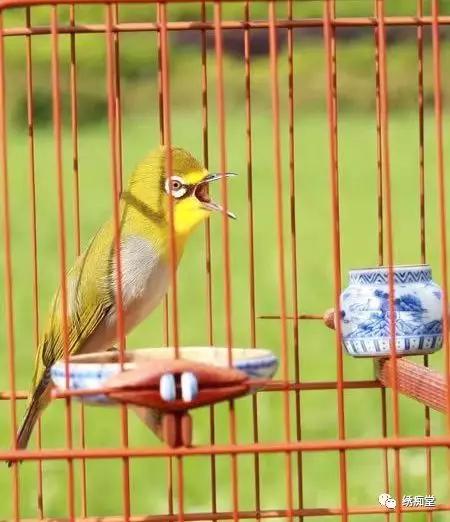 簡要說說繡眼調理鳴唱之關鍵_飼料