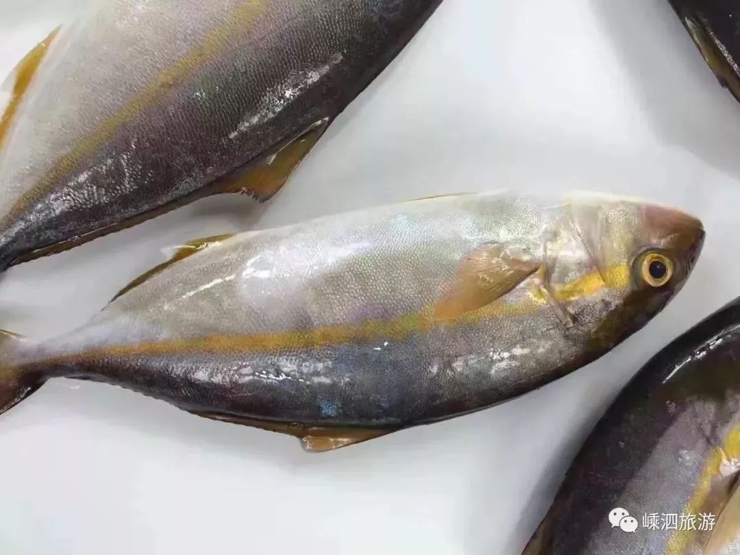 東海海魚大全東海經常能捕到的食用魚你都認識嗎