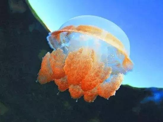 荣成海鲜丨大海的馈赠——海蜇_水母