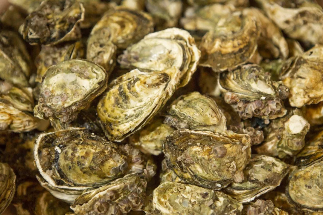 博士生蚝个个肥美鲜甜淌着海水上桌