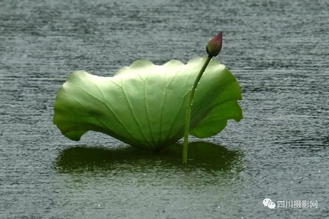 荷花摄影大赛作品分享与世无争2019荷花雨中荷1