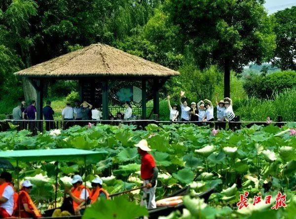 在金龍水寨生態樂園,夏日賞荷