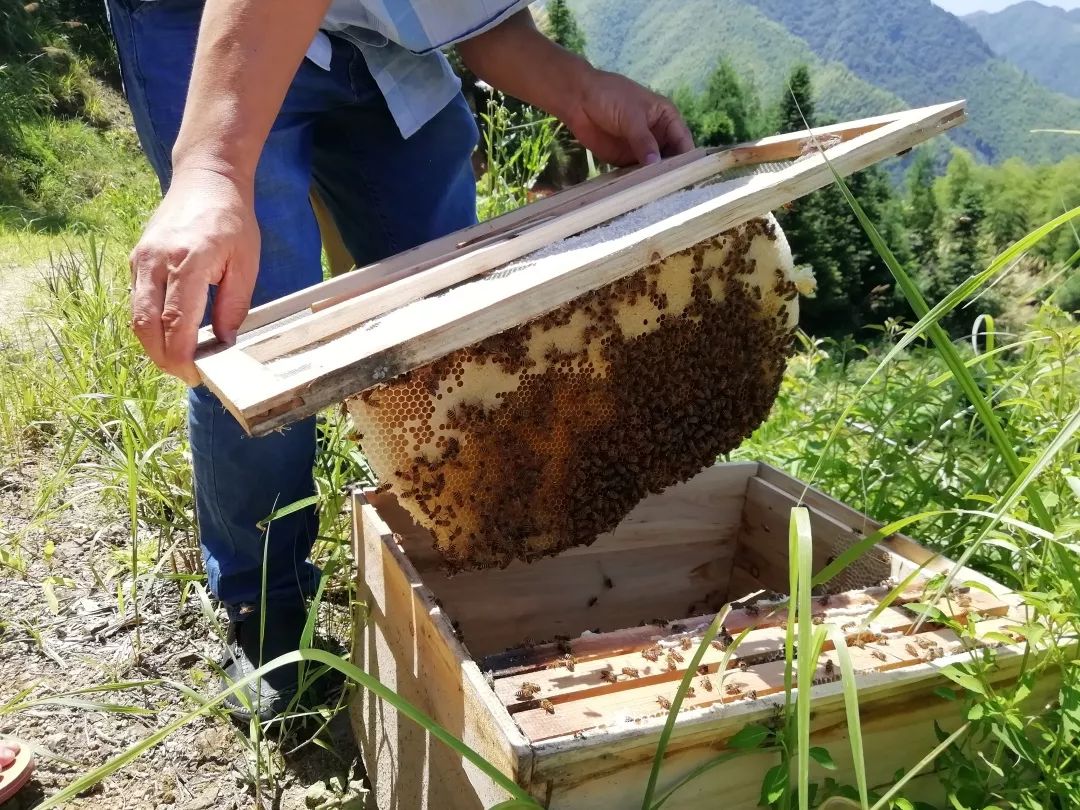 鄉村振興小蜜蜂的大作用我們不止甜還可以致富