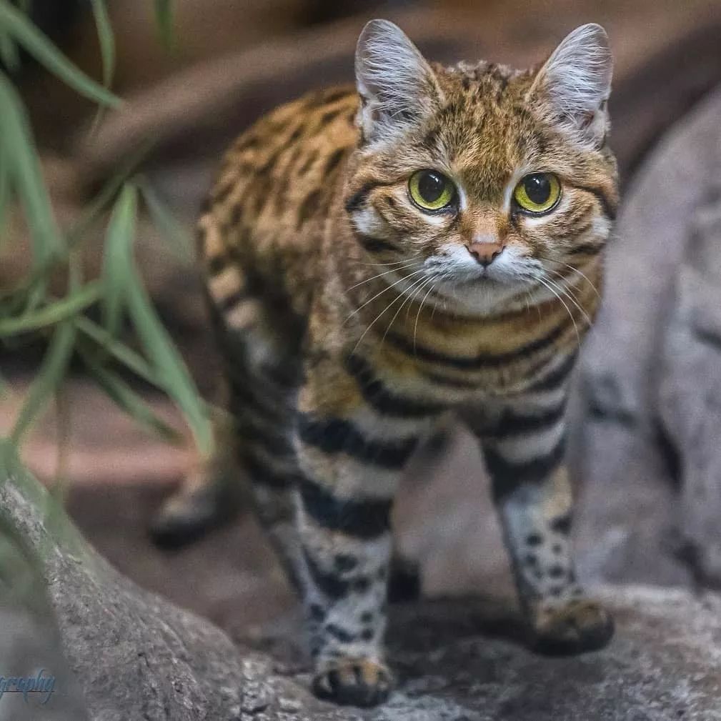 非洲黑足猫图片图片