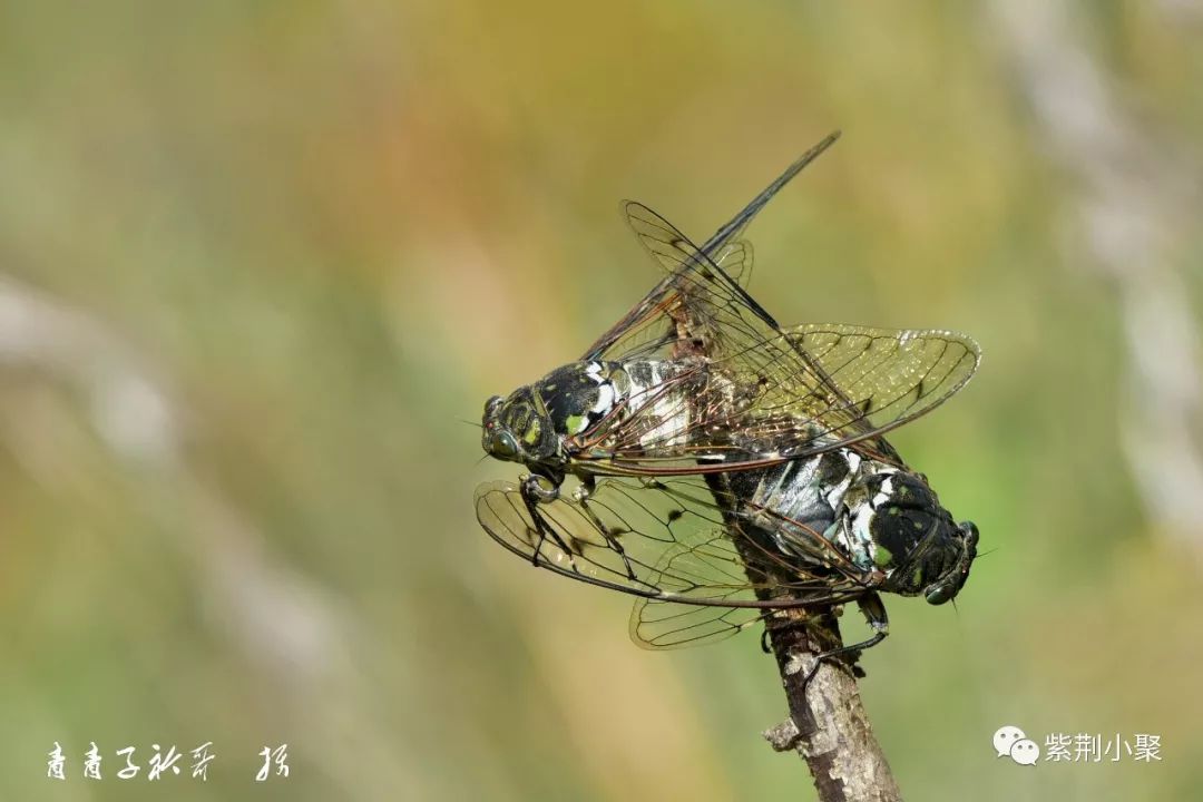 两只知了正缠绵 一只螳螂在捕蝉