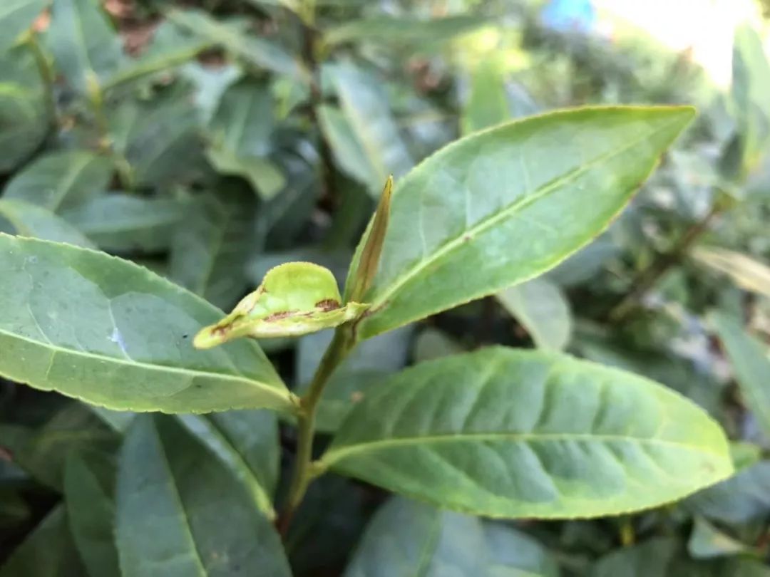 2019年里岙山茶园生长记录立秋