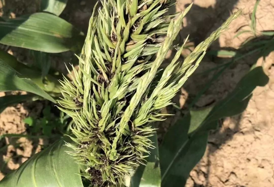 玉米全生育期都可发病,症状因品种与发病阶段不同而有差异.