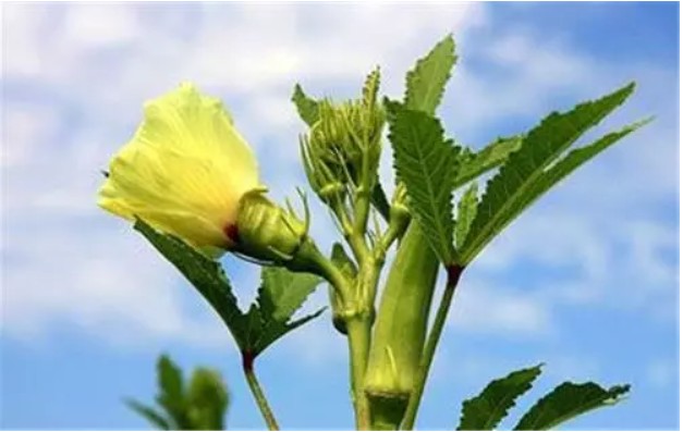 折叠黄秋葵的功效黄秋葵为锦葵科秋葵属,一年生草本植物,原产非洲,因