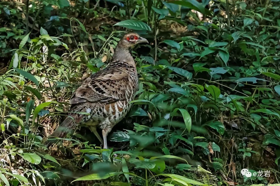 國家Ⅰ級重點保護野生動物現身梅花山,快來圍觀!