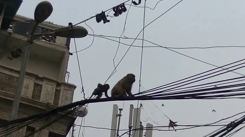国外猴子爬到高压电线杆上,瞬间电成火猴,镜头拍下整个过程!