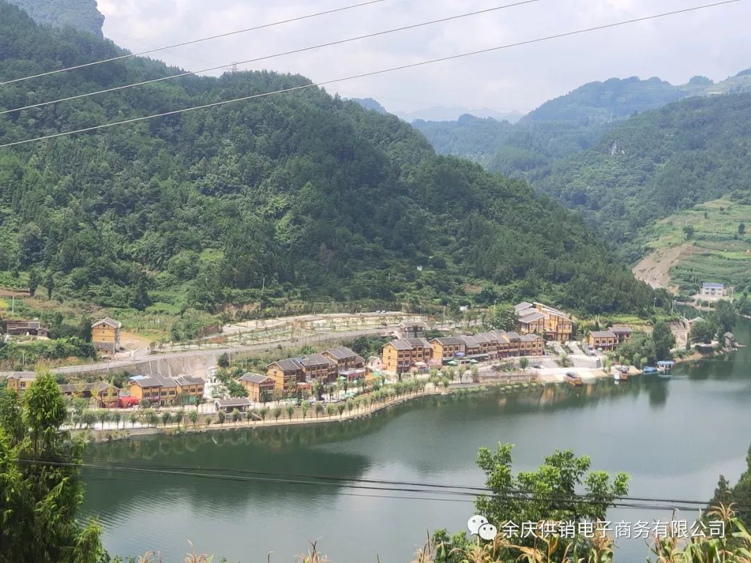 余庆这个贫困村的脆红李熟了购买就是扶贫