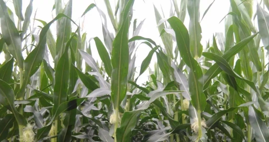 如何做好玉米花粒期管理