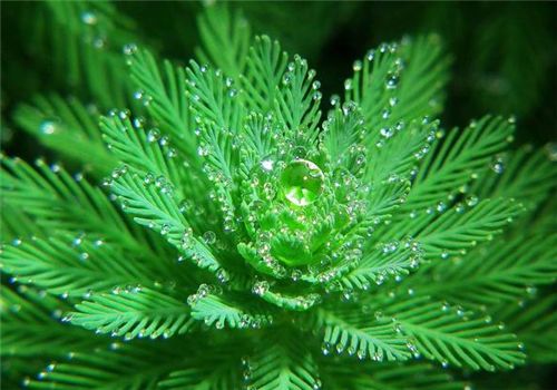 看多了陆地植物,不妨来欣赏这些美爆的水下植物_黄绿色