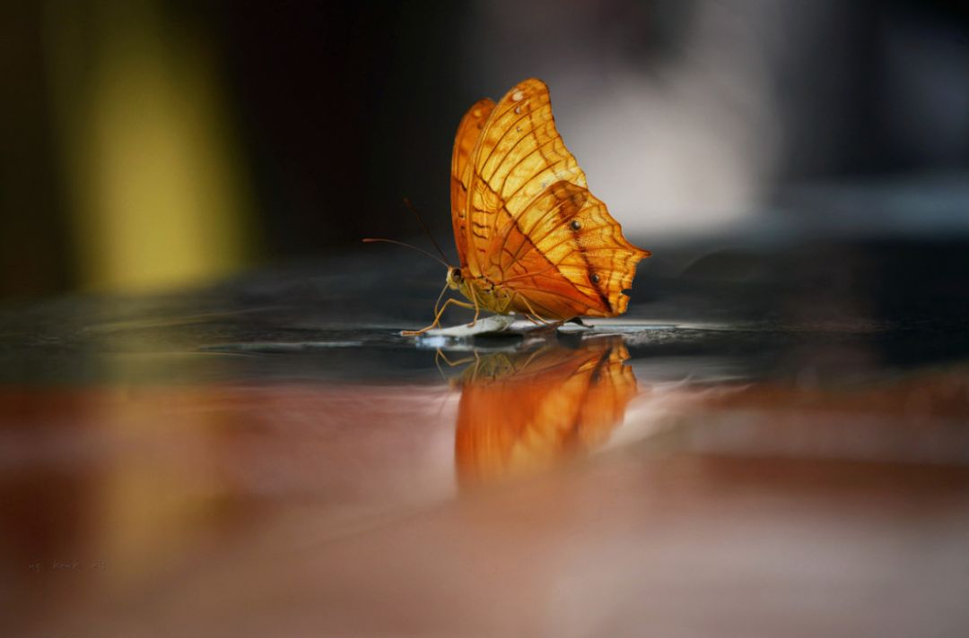 18℃的纳凉天堂!_蝴蝶谷