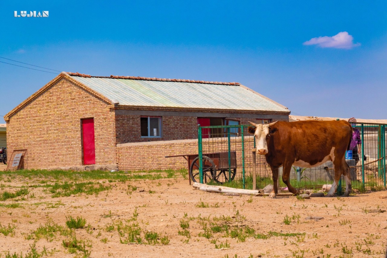 原创牧民在草原上的生活条件虽然艰苦其实却比很多人富裕