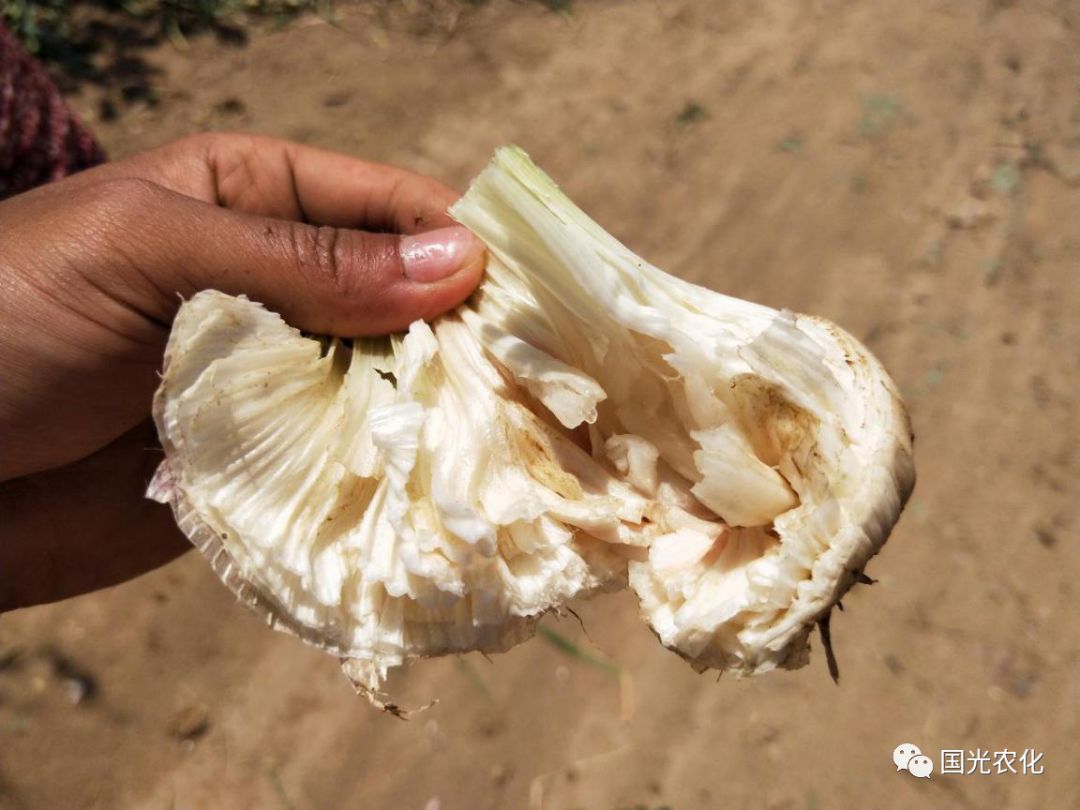 技术所谓的面包蒜是如何形成的