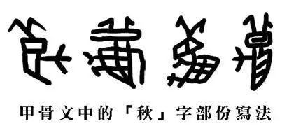 在甲骨文里,"秋"字是象形文字,形状像蟋蟀,意思是秋虫鸣叫,禾谷成熟.