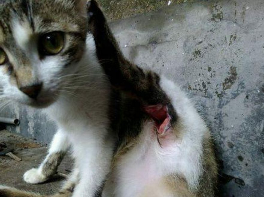 曝光猫咪意外死亡合集家里有猫的铲屎官一定要当心