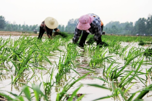 农忙时节要下田,一只蚂蟥腿上爬,童年"大仇"如何得报?