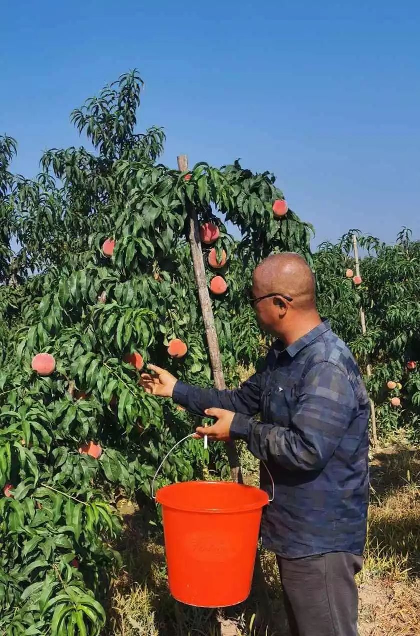 美特好采购运城基地直采立秋食毛桃鲜美担当