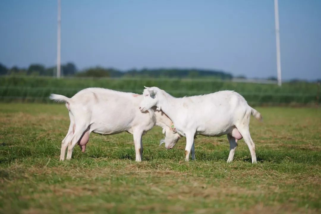 莎能奶羊即莎能奶山羊,它喜爱干燥环境,爱清洁,抗病能力超强,以遗传
