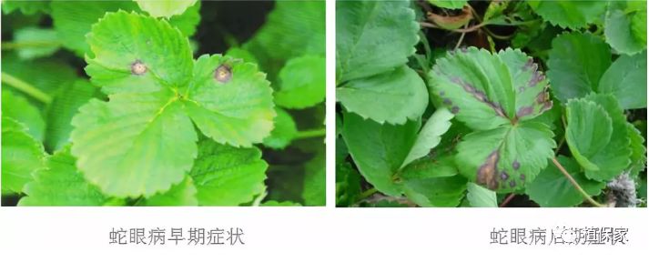 褐斑病草莓根腐病是由多种病原物和环境相互作用引起的一大病害,注重