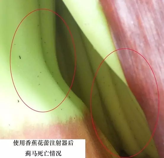 用它轻松防治香蕉花蓟马