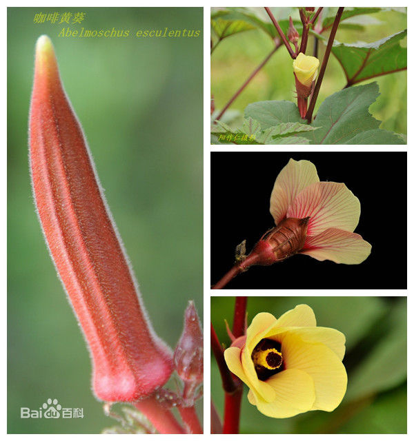 真本世u能u美创始人李山博士植物人参黄秋葵