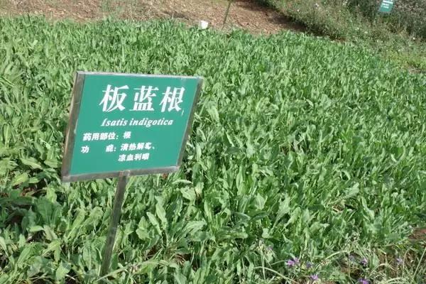 品种分析 | 板蓝根价格突涨,中央一号文件发布是否影响后市行情?_种植