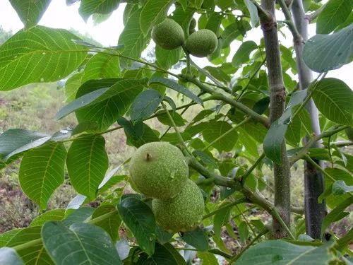 核桃树全年管理详细讲解