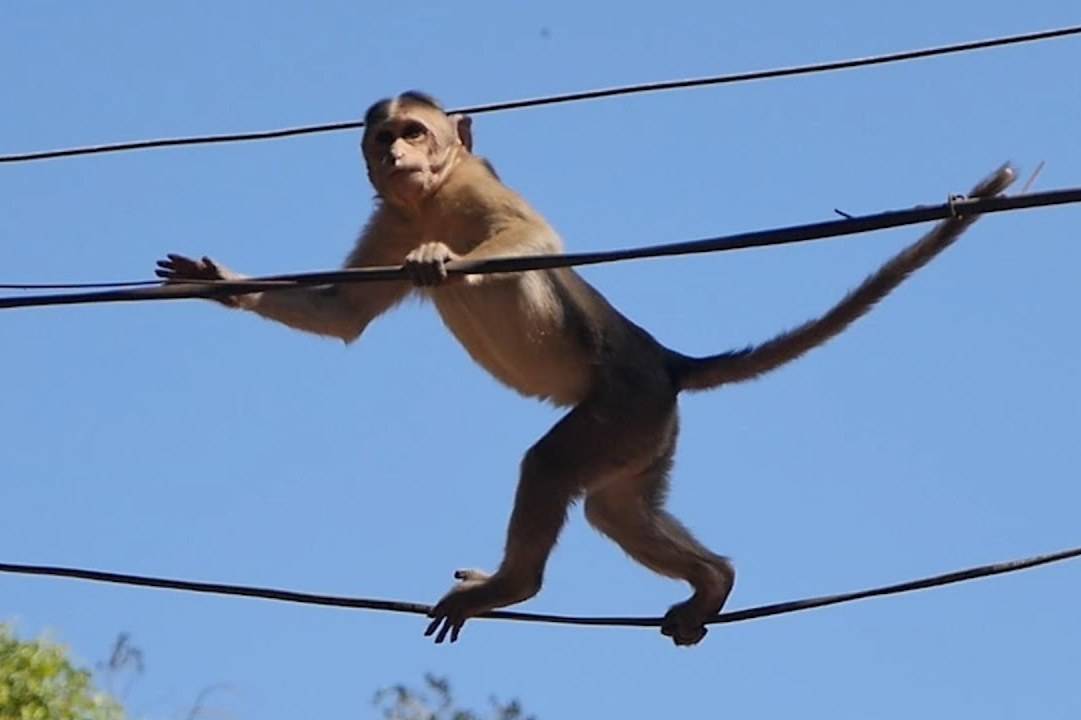 原创国外猴子爬到高压电线杆上瞬间电成火猴镜头拍下整个过程