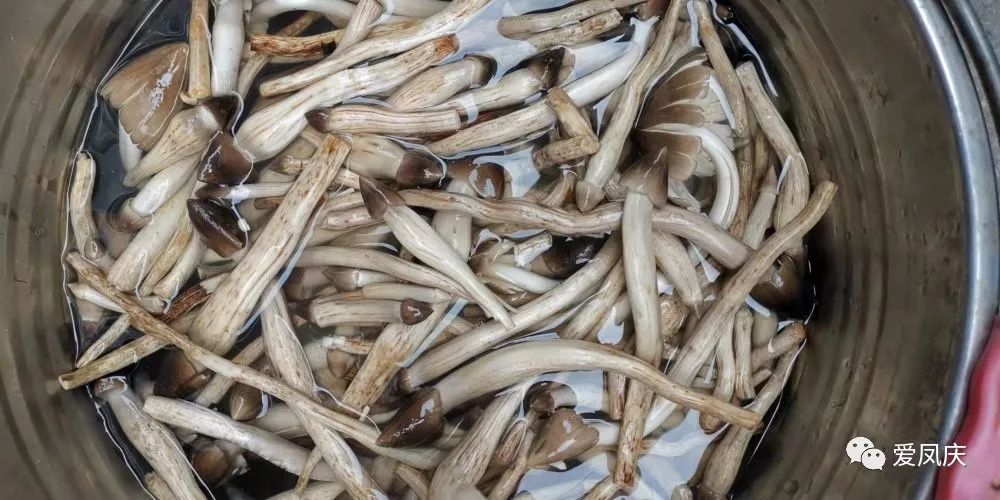 one鸡枞简介鸡枞【zōng】又名鸡宗,鸡松,鸡脚菇,蚁枞等,是一种美味