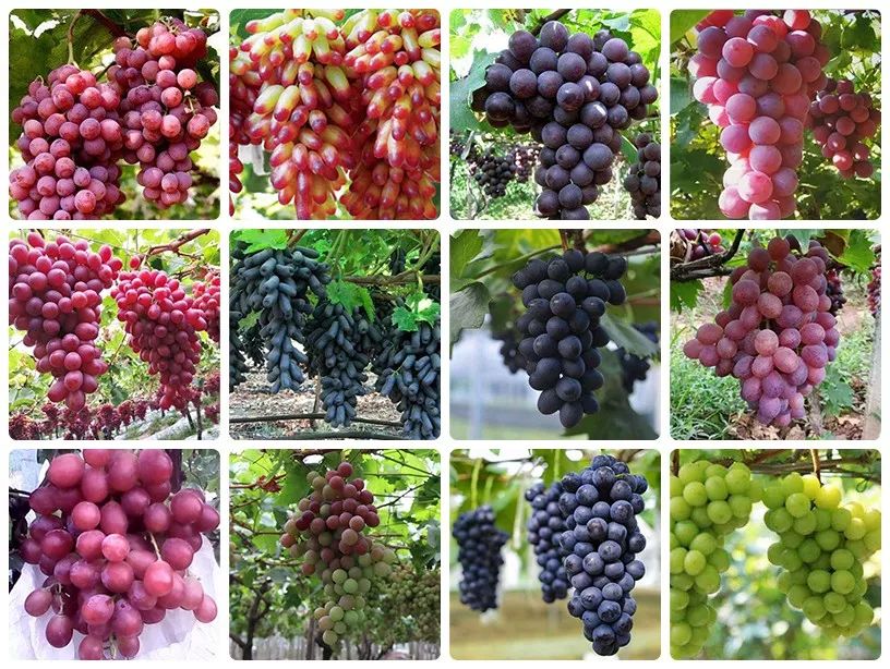 天府新区的"吐鲁番",又甜又香的葡萄都在这儿了,赶紧来摘!