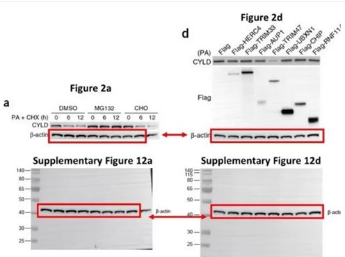 免疫酶联吸附反应(elisa)来定量目标蛋白(总蛋白或磷酸蛋白)的丰度