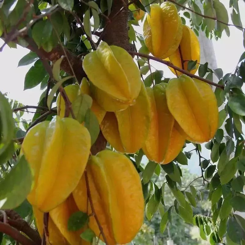 翔安这个果园的果子成熟啦,约起~_杨桃