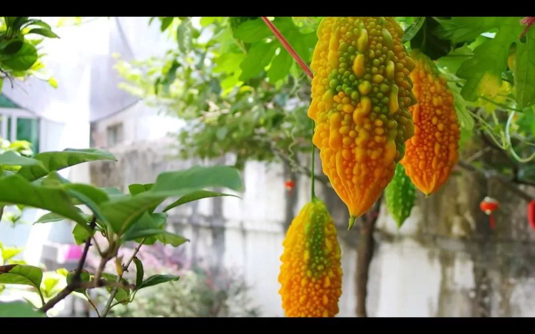 都说夏天多吃苦瓜,这种黄色带甜味的苦瓜竟然还能当水果_金铃子