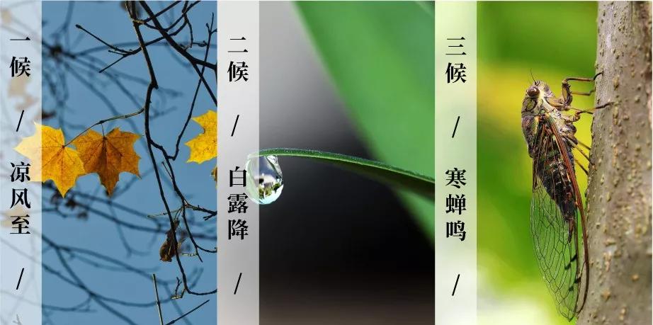 到凉爽凉风至立秋 | 三候由阳盛逐渐转变为阴盛的时期也是阳气渐收