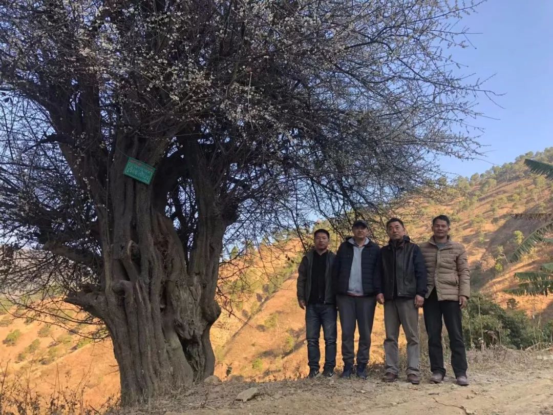 在他的故事里国花当数梅花