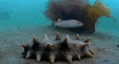 海参懒洋洋地蠕动图片