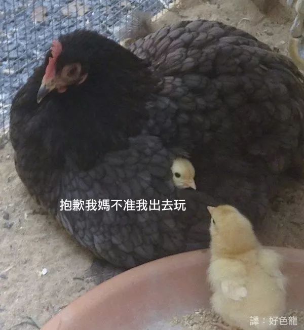 老婆我爱她