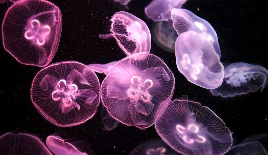 海底的生物美观